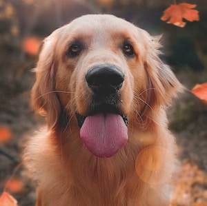 dog with tongue
